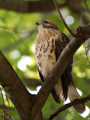 Dads Hawk 2017_06_22 15.jpg