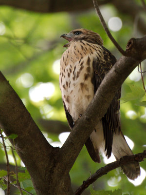 Dads Hawk 2017_06_22 18.jpg