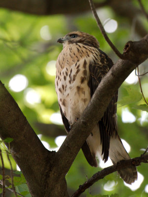 Dads Hawk 2017_06_22 19.jpg