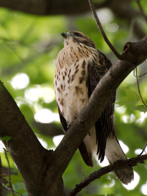Dads Hawk 2017_06_22 20.jpg