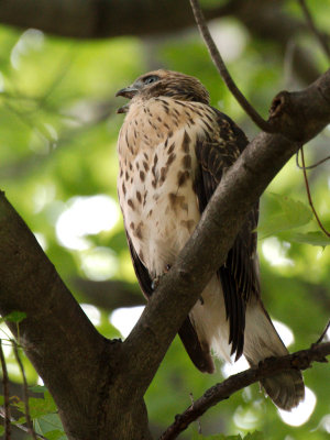 Dads Hawk 2017_06_22 21.jpg