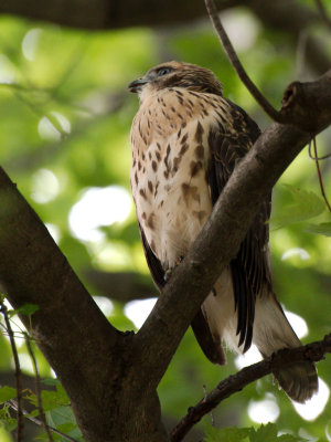 Dads Hawk 2017_06_22 22.jpg