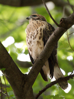Dads Hawk 2017_06_22 23.jpg