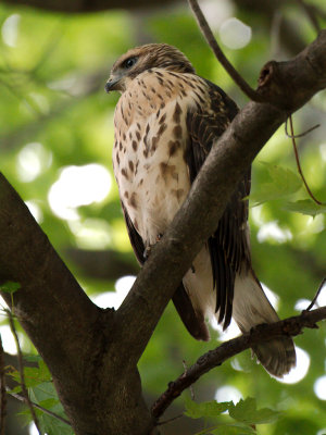 Dads Hawk 2017_06_22 24.jpg