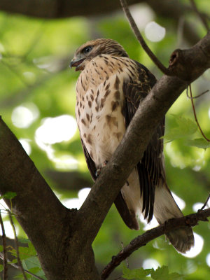 Dads Hawk 2017_06_22 25.jpg