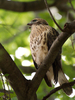 Dads Hawk 2017_06_22 26.jpg