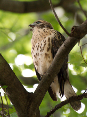 Dads Hawk 2017_06_22 27.jpg