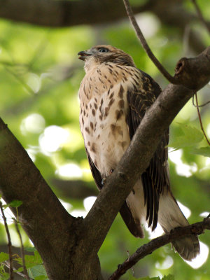 Dads Hawk 2017_06_22 28.jpg