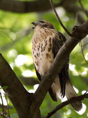 Dads Hawk 2017_06_22 29.jpg
