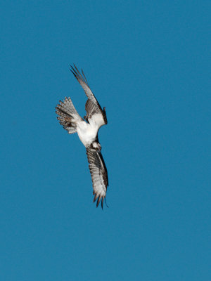 osprey_dive