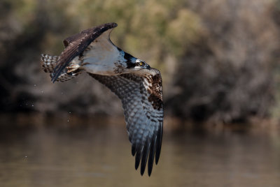 GRP_Ospey_Dive_2018_11_24_033.jpg