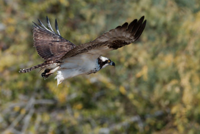 GRP_Ospey_Dive_2018_11_24_049.jpg
