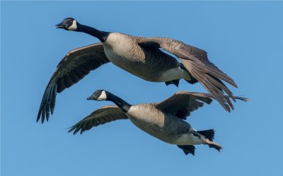 Canada Geese  