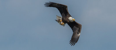 Bald Eagle 