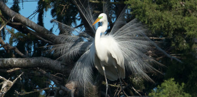 Great Egret in breeding plumage ......  