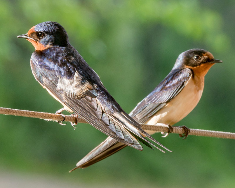 Barn Swallows