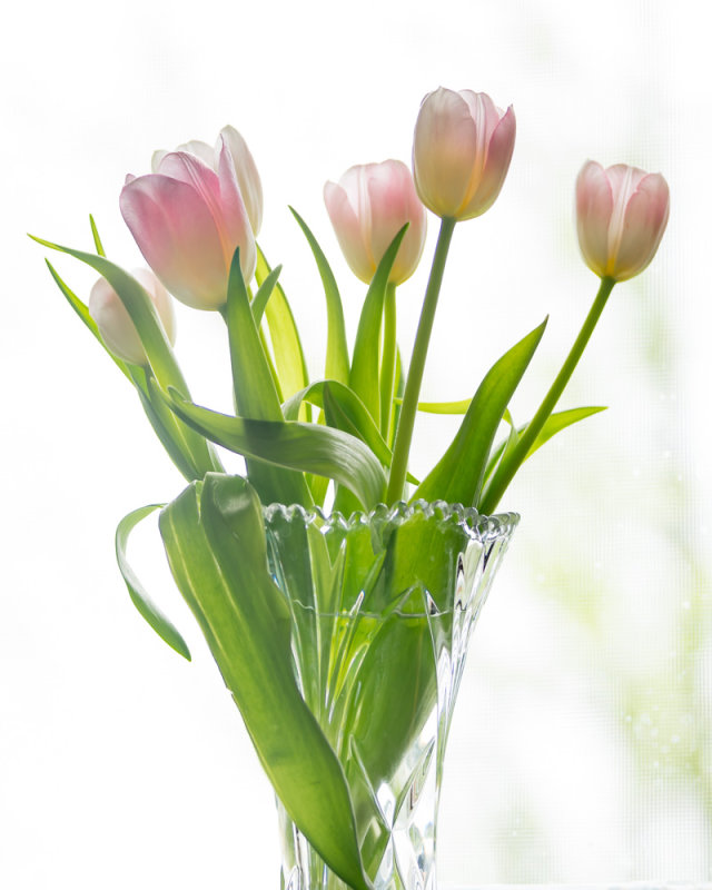 Window Flowers