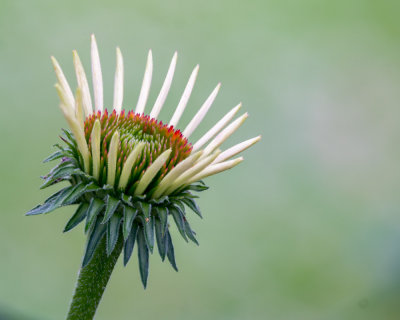 Early stage of Purple Coneflower