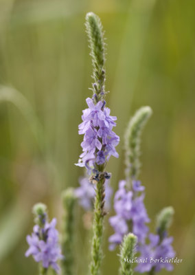 DS2_7733-4.jpg