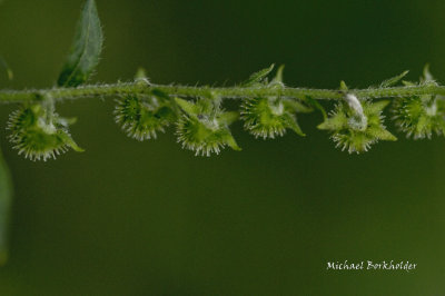 DS2_7856-34.jpg