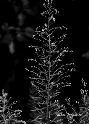 DS2_7893-40.jpg