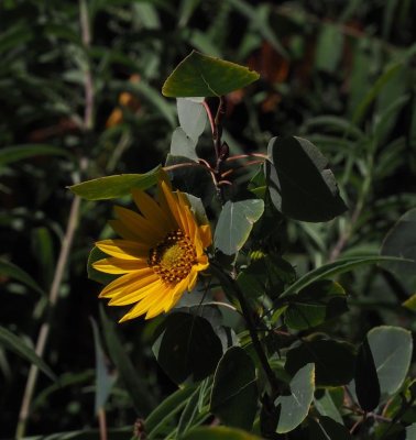 Maximillion Sunflower