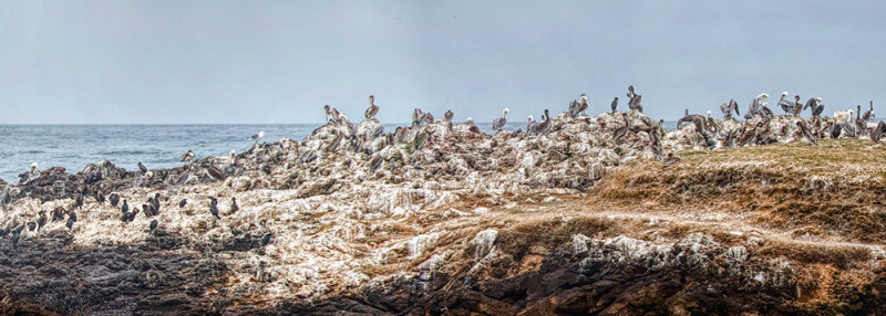 Brown Pelicans, Cormorants at Pescadero