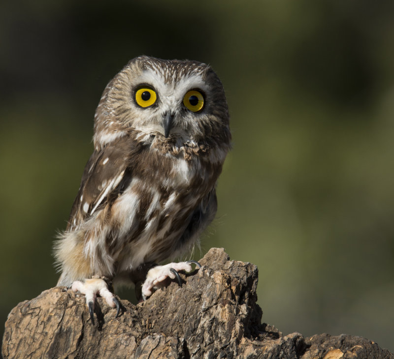 Western Saw-whet Owl