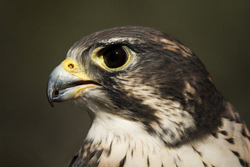 Prairie Falcon