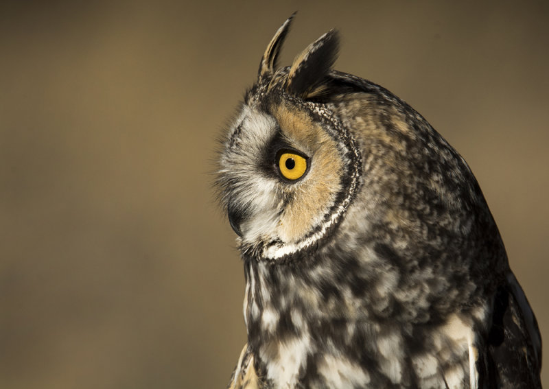 Long-eared Owl