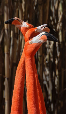 The Color of Flamingos