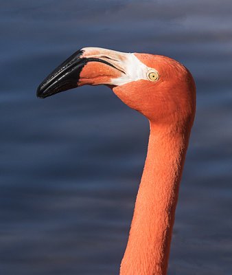 The Color of Flamingos