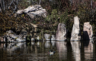 Pond Prince
