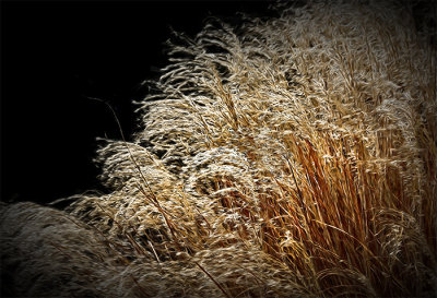 Pond Grass