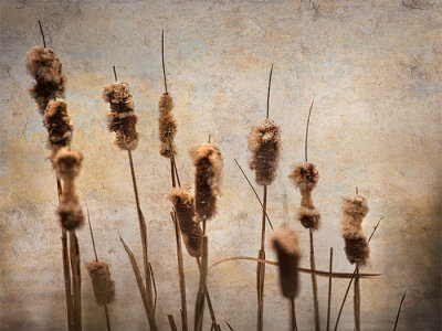 Last Years Cattails