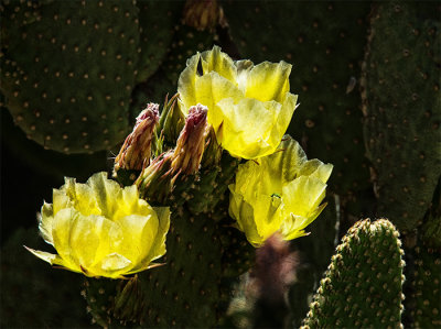 Succulents, Cactus & Other Spiny Plants
