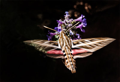 A Moth & A Few Butterflies