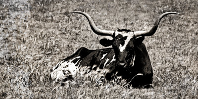 Life of Ferdinand