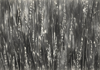 Lavender Stems