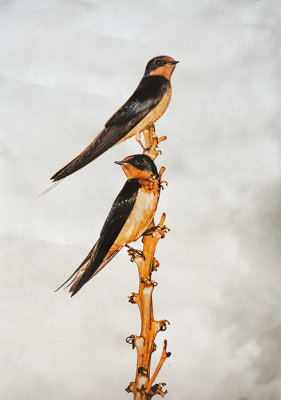 Barn Swallows