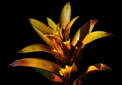 Rain Forest Exotics