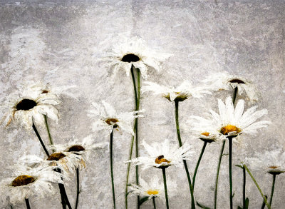 Garden Daisies