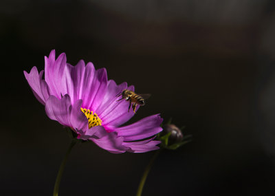 Those Bugs
