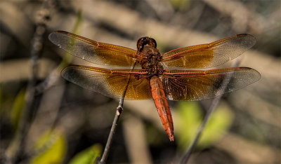 Flame Skimmer Dragonfly