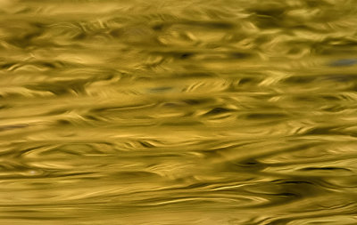 Autumns Golden Reflection