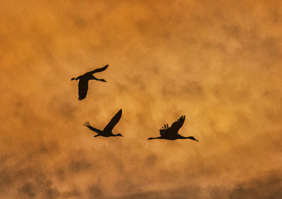 Corrales Cranes