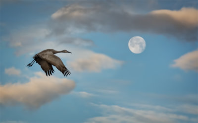 Corrales Cranes