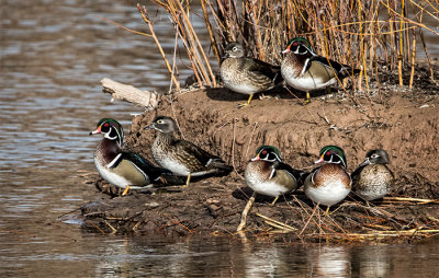 Wood Ducks on a Sandbar