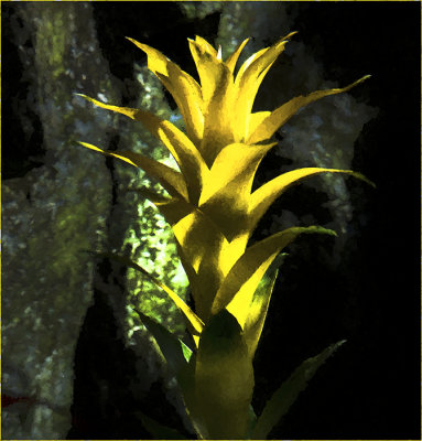 Rain Forest Exotics