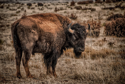 Bison, Cimarron, NM